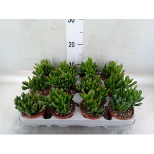 Crassula ovata 'Gollum'