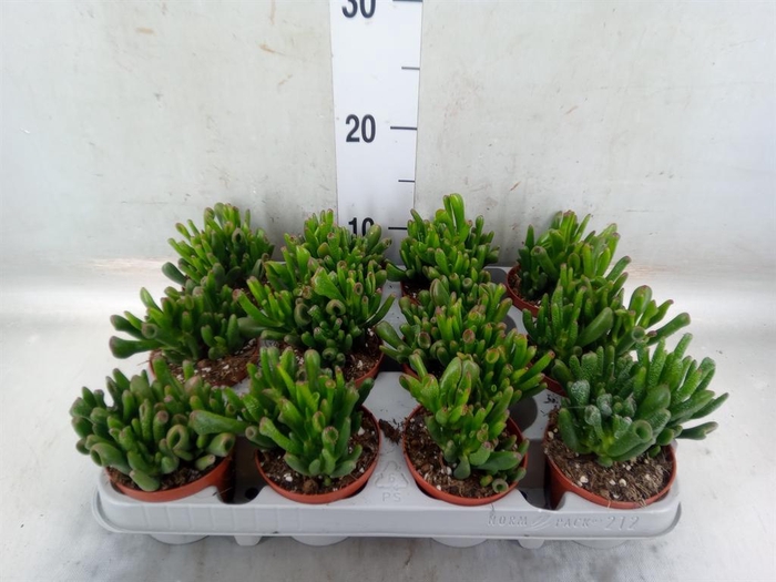 <h4>Crassula ovata 'Gollum'</h4>