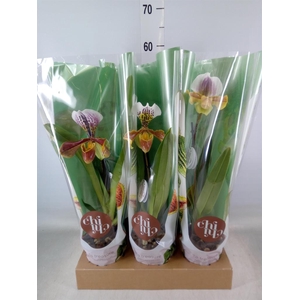 Paphiopedilum  'Amerikaanse hybrid'