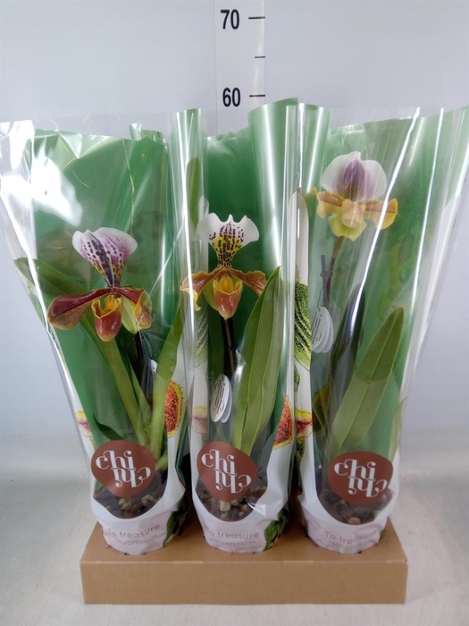 <h4>Paphiopedilum  'Amerikaanse hybrid'</h4>