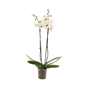 Phal Reyoung Prince 2T16+