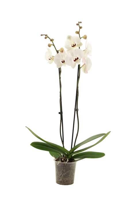 <h4>Phal Reyoung Prince 2T16+</h4>