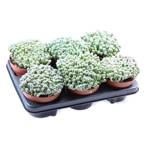 Succulenten overig