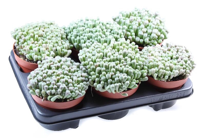 <h4>Succulenten overig</h4>