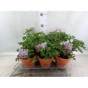 Pelargonium graveolens