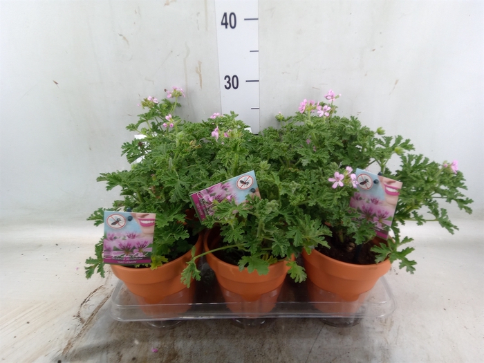 <h4>Pelargonium graveolens</h4>