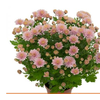 CRISANTEMO BOLA BELGA P11 ROSA