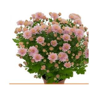 CRISANTEMO BOLA BELGA P11 ROSA