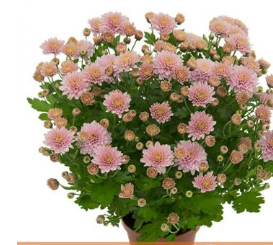 <h4>CRISANTEMO BOLA BELGA P11 ROSA</h4>