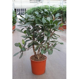 Ficus Cyathistipula