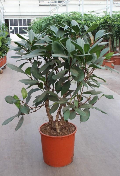 <h4>Ficus Cyathistipula</h4>