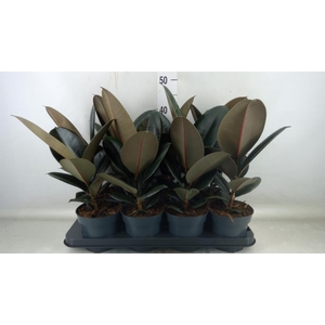 Ficus elastica 'Abidjan'