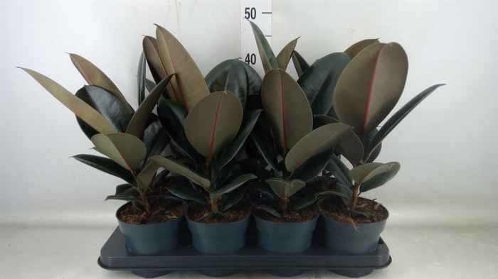 <h4>Ficus elastica 'Abidjan'</h4>