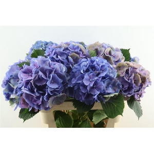 Hydr M Cl. Elbtal Blue 80-22
