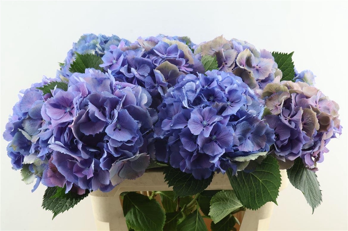 <h4>Hydr M Cl. Elbtal Blue 80-22</h4>