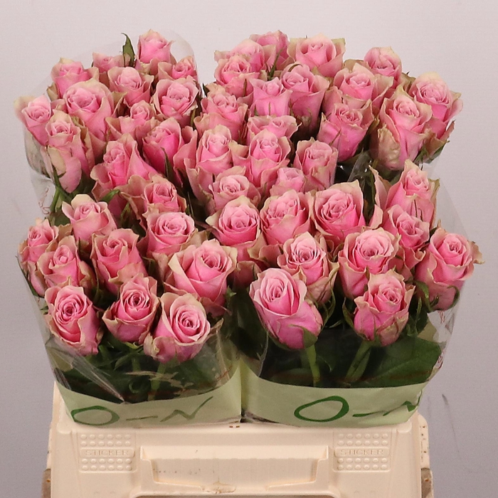 <h4>R GR ATHENA ROYALE</h4>