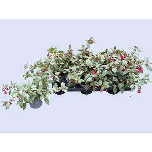 FUCHSIA OV