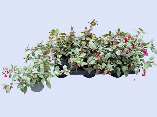 <h4>FUCHSIA OV</h4>