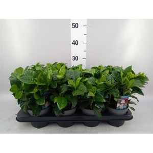 Gardenia jasminoides