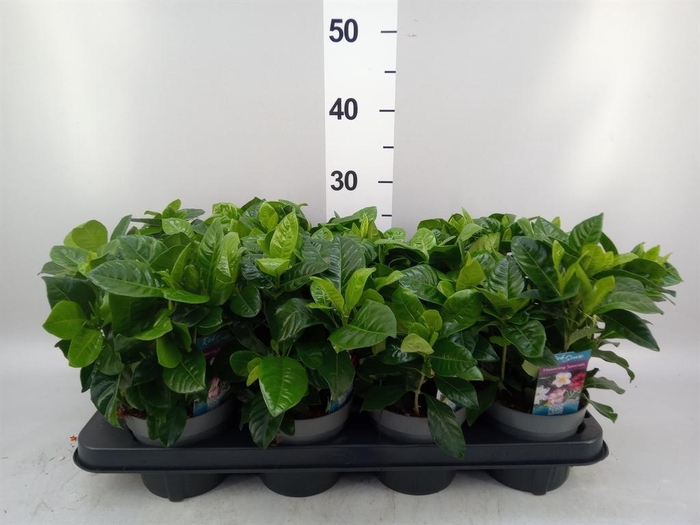<h4>Gardenia jasminoides</h4>