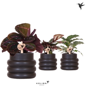 Kolibri Greens Calathea mix in Bubble pot black