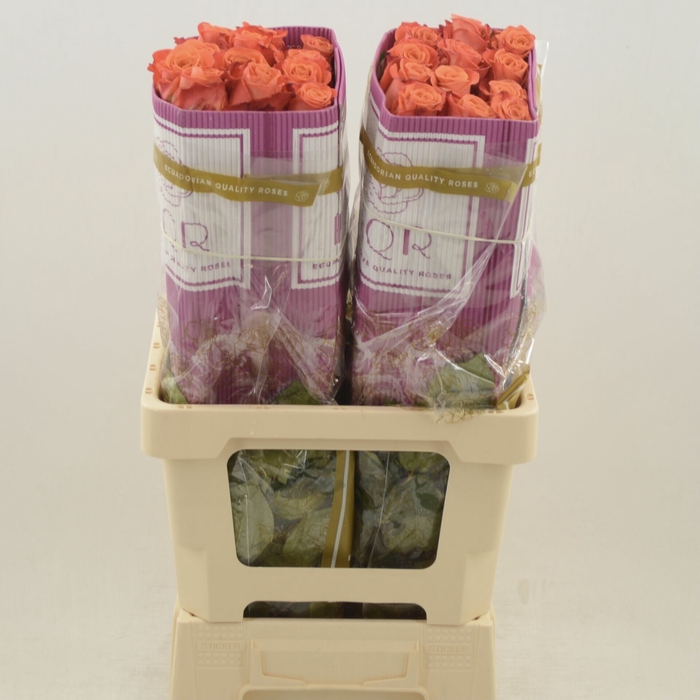 <h4>Rosa gr Orange Crush</h4>