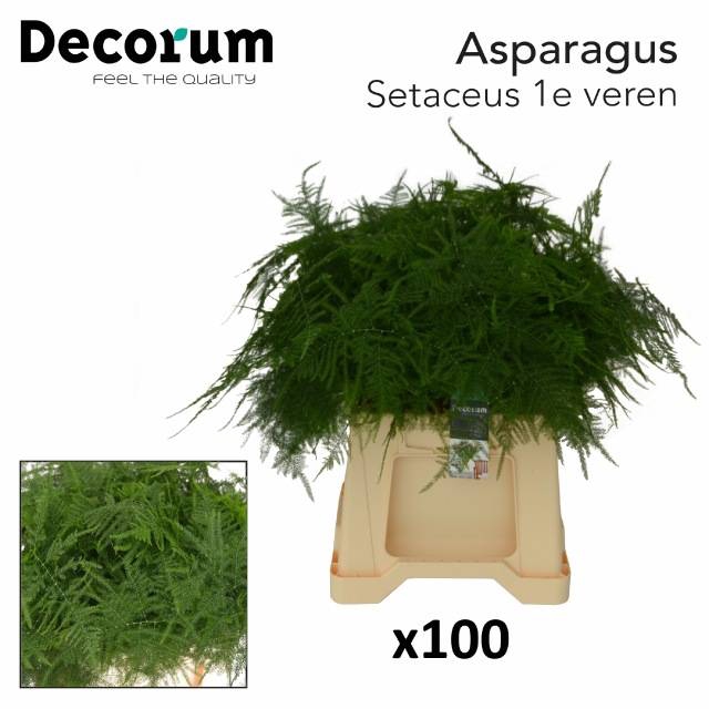 <h4>ASPARAGUS SETACEUS</h4>