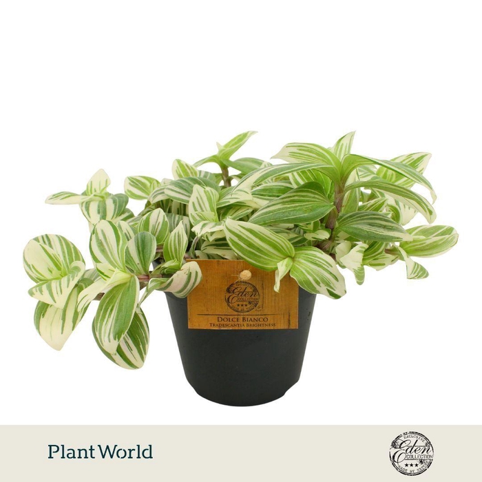 <h4>Tradescantia Brightness P12</h4>