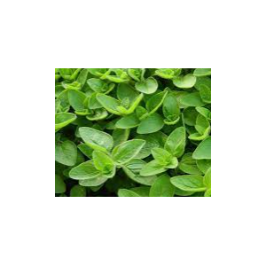 Origanum vulgare 'Compactum'