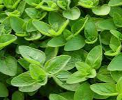 <h4>Origanum vulgare 'Compactum'</h4>