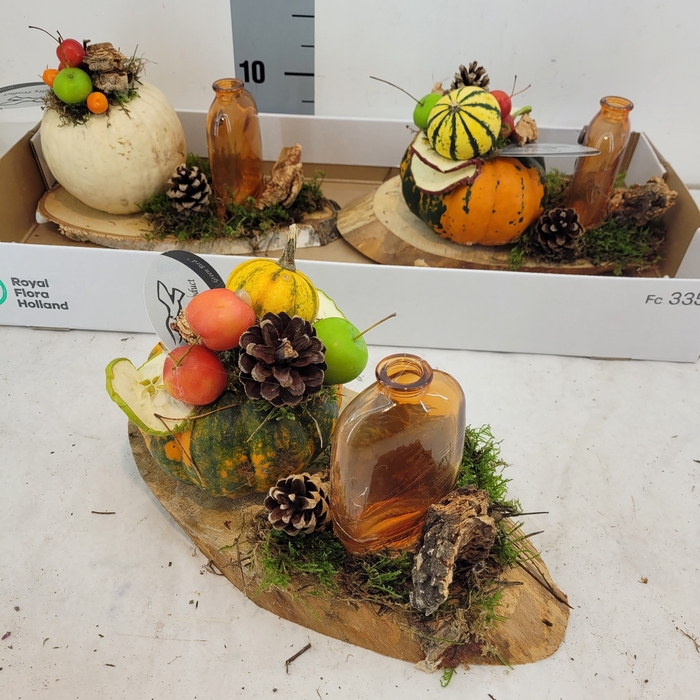 <h4>CUCURBITA OV</h4>
