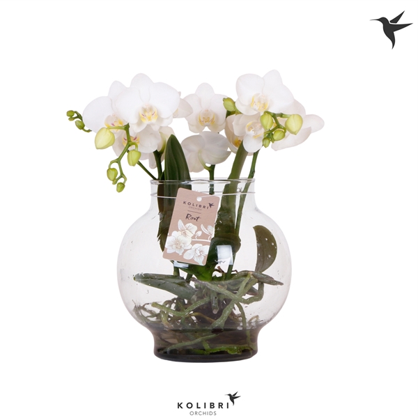 <h4>Kolibri Orchids Phalaenopsis Roots white in glas bowl transparan</h4>