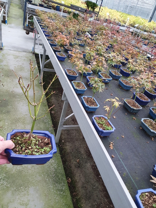 <h4>Acer palmatum little princess</h4>