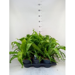 Asplenium antiquum 'Osaka'