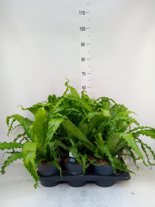 <h4>Asplenium antiquum 'Osaka'</h4>
