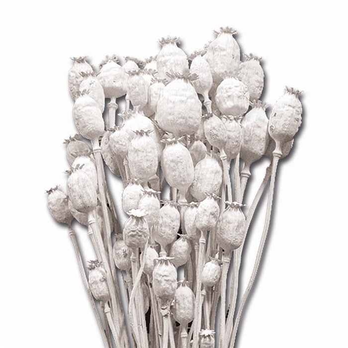 <h4>Papaver White</h4>