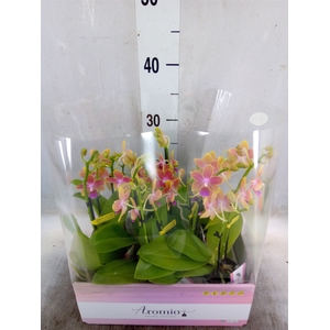 Phalaenopsis multi.   ...yellow