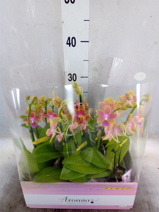 <h4>Phalaenopsis multi.   ...yellow</h4>