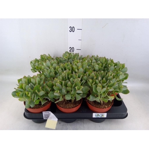 Crassula   ...