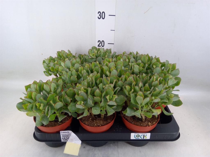 <h4>Crassula   ...</h4>