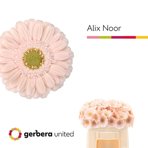 GE MI ALIX-NOOR