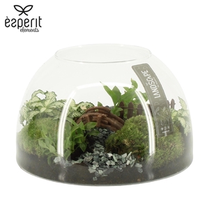 90824: Landscape arrangement