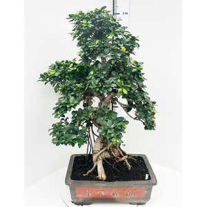 Ficus retusa, pot 50cm. Height 110cm.( single item)