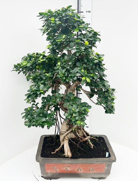 <h4>Ficus retusa, pot 50cm. Height 110cm.( single item)</h4>