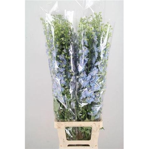 Delph El Aur L Blue 150cm