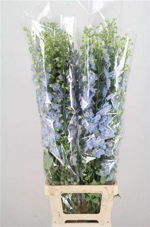 <h4>Delph El Aur L Blue 150cm</h4>