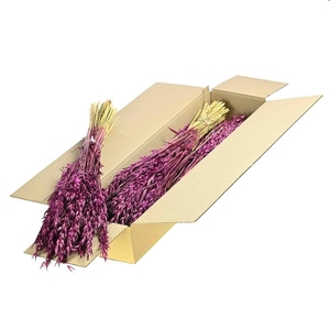 Haver (avena) Sb Prune