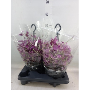 Tradescantia zebr. 'Pink Paradise'