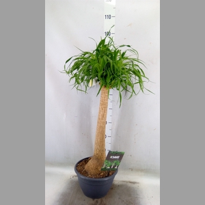Beaucarnea recurvata