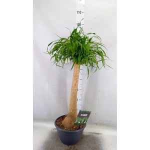 Beaucarnea recurvata